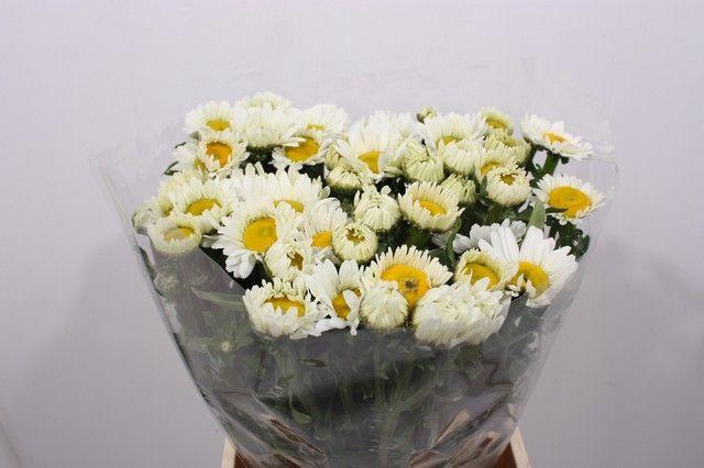 <h4>LEUC VULG OV</h4>