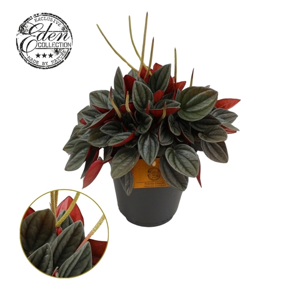 <h4>Peperomia Santorini 15cm</h4>