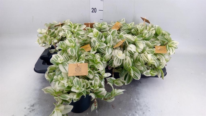 <h4>Tradescantia   ...</h4>