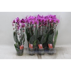 PHAL EL CASCADE