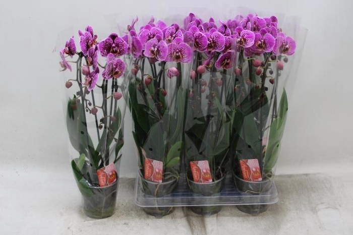 <h4>PHAL EL CASCADE</h4>