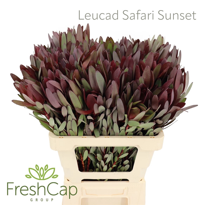 <h4>Leucad Safari Sunset</h4>