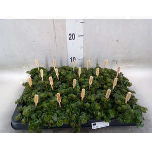 Sedum makinoi 'Tornado'