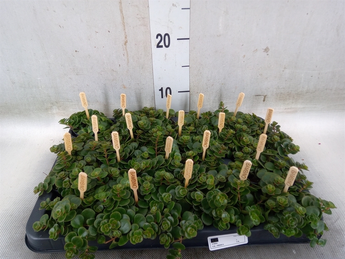 <h4>Sedum makinoi 'Tornado'</h4>
