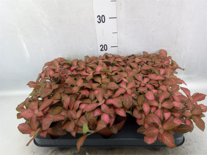 <h4>Fittonia verschaf. 'Forest Flame'</h4>