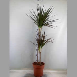 Dracaena marg. 'Magenta'