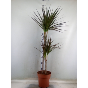 Dracaena marg. 'Magenta'