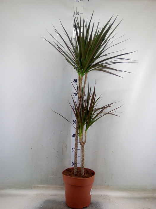 <h4>Dracaena marg. 'Magenta'</h4>