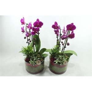 3689 ROZE CILINDER CASCADE