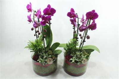 <h4>3689 Roze Cilinder Cascade</h4>