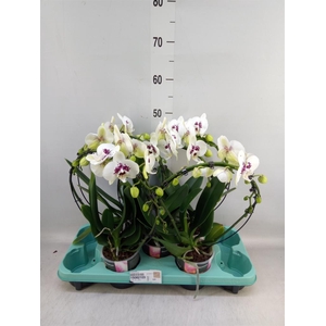 Phalaenopsis   ...