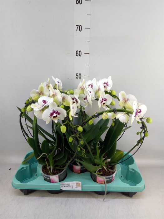 <h4>Phalaenopsis ...</h4>