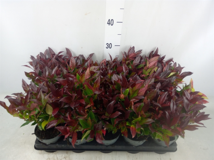 <h4>Leucothoe axillaris 'Zeblid'</h4>