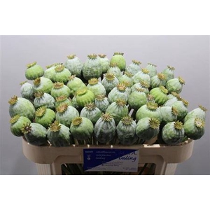 Papaver Bal L