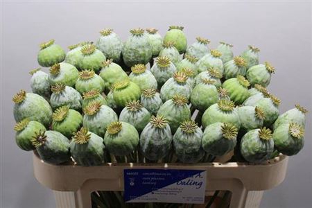 <h4>Papaver Bal L</h4>