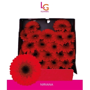 Germini Nirvana Diamond