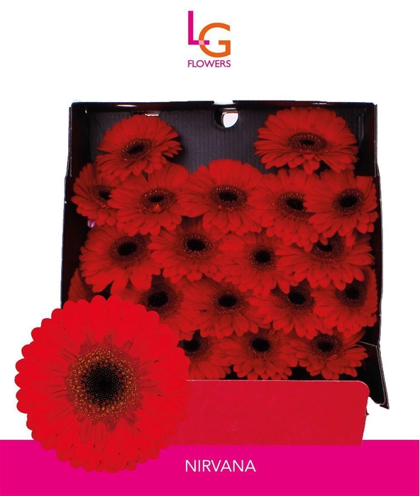 <h4>Germini Nirvana Diamond</h4>