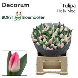 TU EN Holly Mea