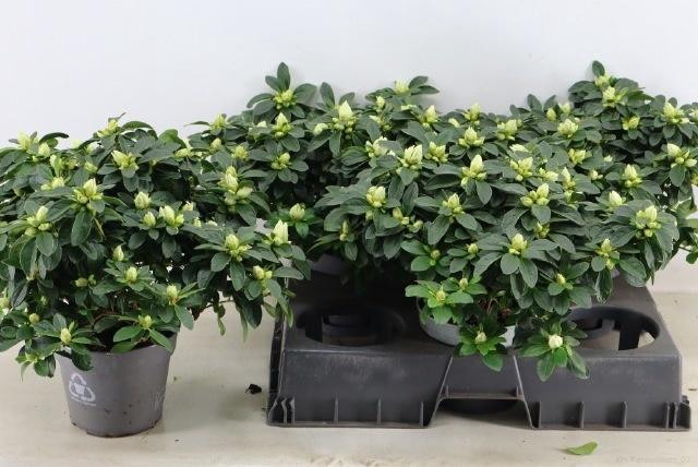 <h4>RHODO SI OV</h4>