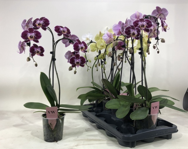 PHAL GEM