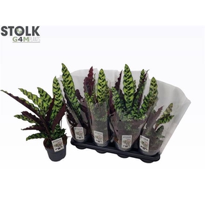 Calathea Lancifolia 14Ø 45cm