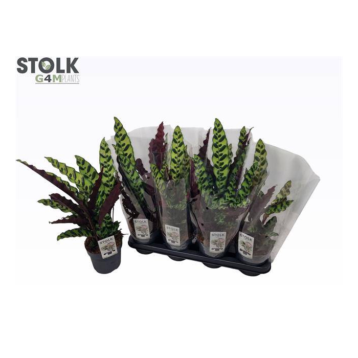 <h4>Calathea Lancifolia 14Ø 50cm</h4>
