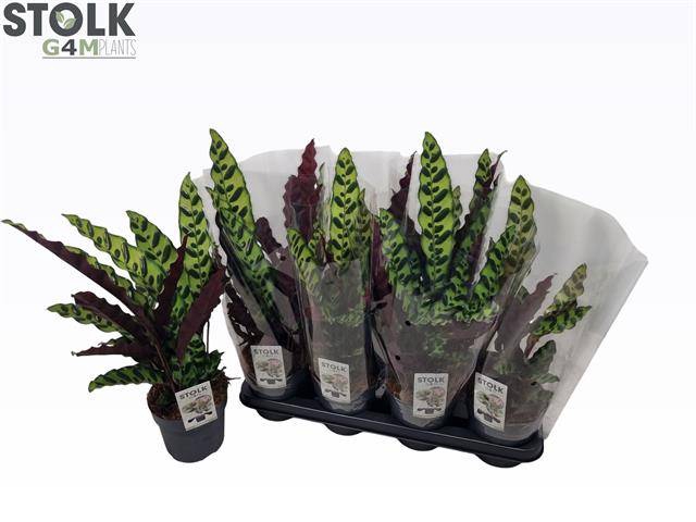 Calathea Lancifolia 14Ø 45cm