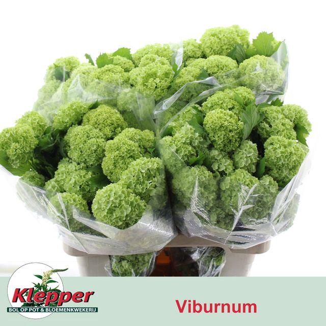 <h4>VIBURNUM 60 4-BAL</h4>
