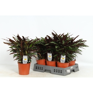 CALAT RUF ELGERGRASS