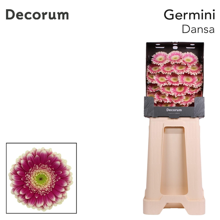 <h4>Germini Dansa Diamond</h4>