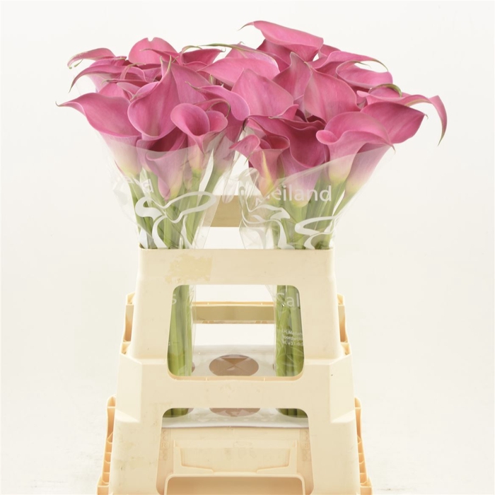 <h4>Calla Pink Jewel</h4>