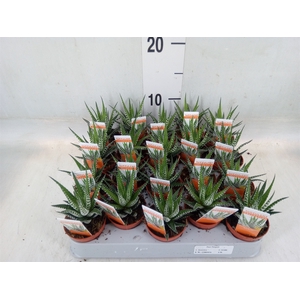 Haworthia fasciata 'Big Band'