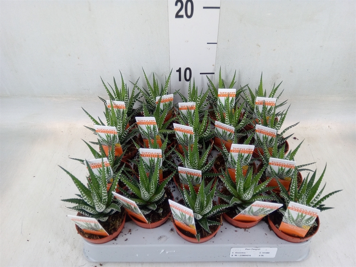 <h4>Haworthia fasciata 'Big Band'</h4>