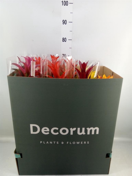 <h4>Guzmania   ...mix</h4>