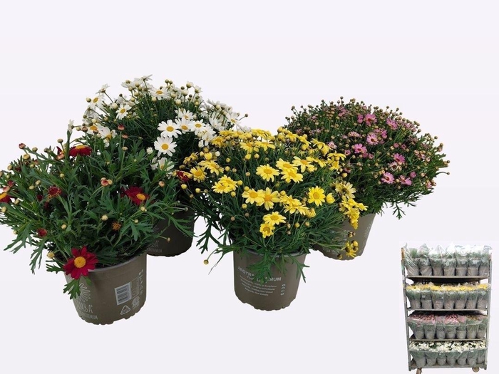 <h4>ARG MOLIMBA MIXK</h4>