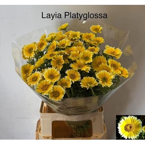SNIJBLOEMEN OV