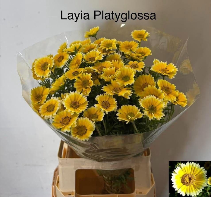 <h4>SNIJBLOEMEN OV</h4>