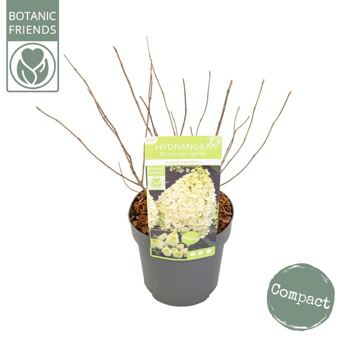 <h4>Hydrangea pan. 'Magical Matterhorn'</h4>