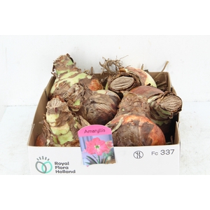 BOL HIPPEASTRUM PINK 38-40CM