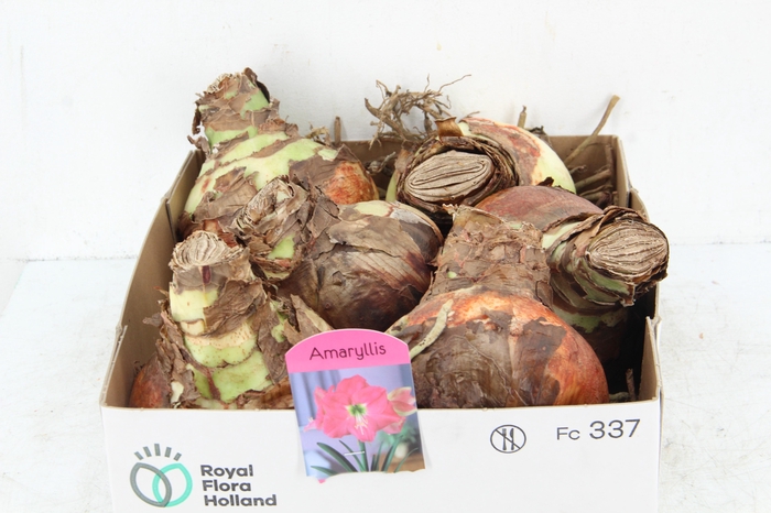 <h4>BOL HIPPEASTRUM PINK 38-40CM</h4>