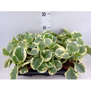 Peperomia obt. 'Variegata'