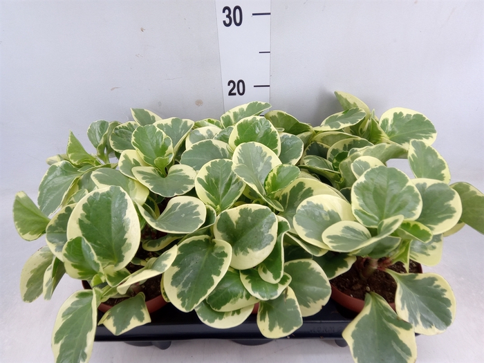 <h4>Peperomia obt. 'Variegata'</h4>