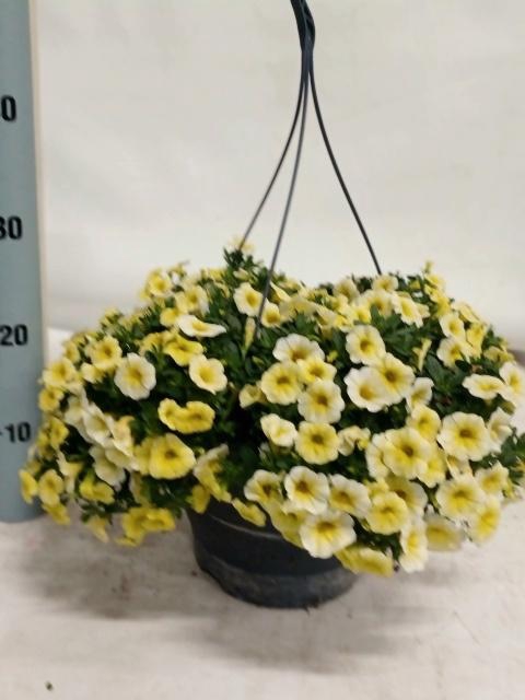 <h4>CALIB CA YELLOW</h4>