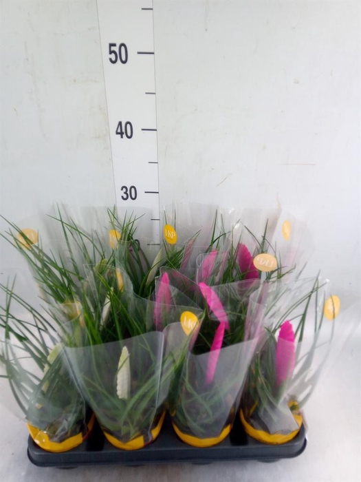 <h4>Tillandsia  ...mix</h4>