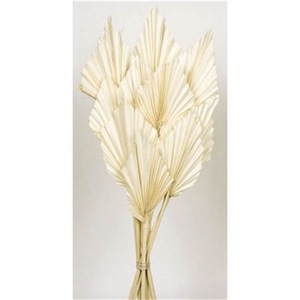 Bunch Palm Spear 10pcs