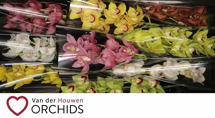 <h4>60 cm Gemengd.</h4>