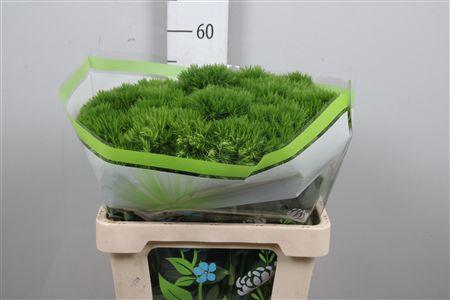 <h4>Di Barb Green Wicky</h4>