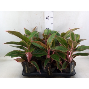 Aglaonema  'Jungle Red'