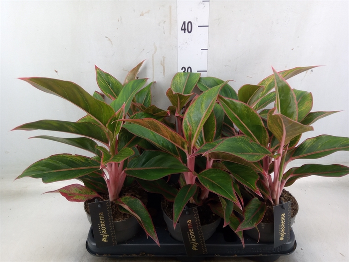 <h4>Aglaonema  'Jungle Red'</h4>