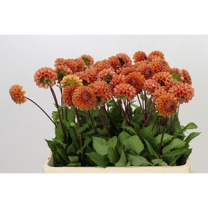 Dahlia Cornel Bronze